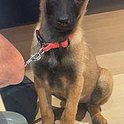 Nalla participe au concours pour gagner de l'argent avec cette photo : alert, animal, belgian_malinois, black_muzzle, brown_fur, collar, companion, curious, cute, dog, domestic_animal, ears_up, floor, indoor, leash, pet, puppy, sitting, wooden_floor, young_dog