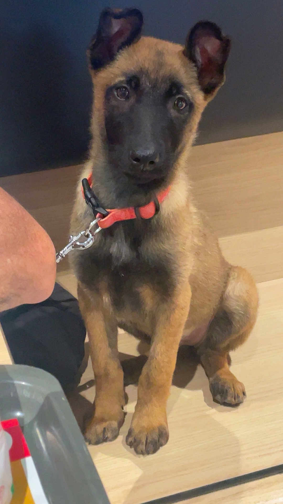 Nalla a rejoint le concours — aidez-le/la à gagner de superbes lots ! alert, animal, belgian_malinois, black_muzzle, brown_fur, collar, companion, curious, cute, dog, domestic_animal, ears_up, floor, indoor, leash, pet, puppy, sitting, wooden_floor, young_dog