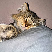 Hunny is registered to the contest to win money with this photo: cat, sleeping, tabby, fur, whiskers, pillow, indoor, close_up, relaxed, pet, animal, cute, cozy, face, nose, ear, resting, soft, feline, peaceful