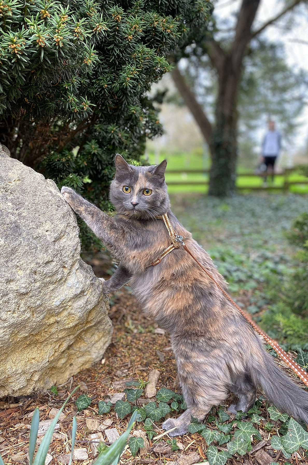 Sunny participe au concours pour gagner de l'argent avec cette photo : bedrock, carnivore, cat, domestic_short_haired_cat, fawn, felidae, fur, grass, groundcover, lynx, plant, small_to_medium_sized_cats, snout, tail, terrestrial_animal, tree, trunk, whiskers, wildlife, wood