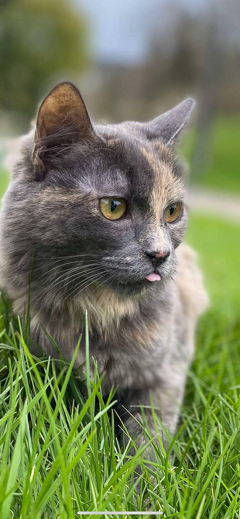 Sunny a rejoint le concours — aidez-le/la à gagner de superbes lots ! carnivore, cat, domestic_short_haired_cat, felidae, fur, grass, groundcover, plant, russian_blue, small_to_medium_sized_cats, snout, terrestrial_animal, whiskers, wildlife