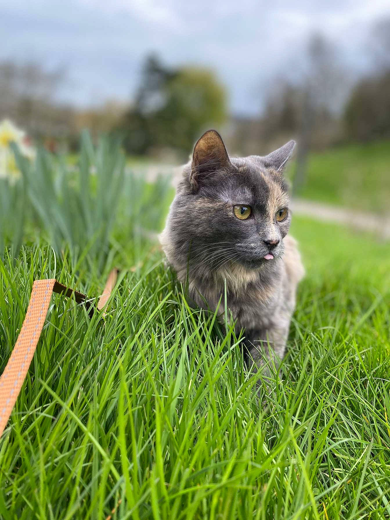 Sunny participe au concours pour gagner de l'argent avec cette photo : british_longhair, carnivore, cat, chartreux, domestic_short_haired_cat, felidae, fur, grass, grassland, groundcover, plant, sitting, sky, small_to_medium_sized_cats, snout, tail, terrestrial_animal, tree, whiskers