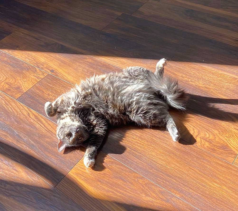 Sunny a rejoint le concours — aidez-le/la à gagner de superbes lots ! canidae, carnivore, cat, claw, companion_dog, dog_breed, felidae, flooring, fur, hardwood, laminate_flooring, paw, small_to_medium_sized_cats, snout, sporting_group, tail, varnish, whiskers, wood, wood_stain