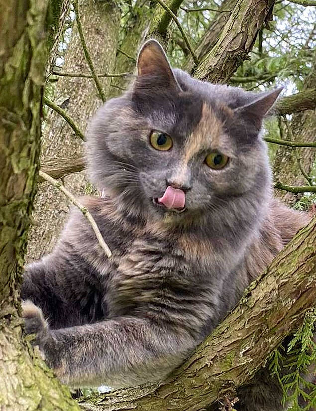 Sunny a rejoint le concours — aidez-le/la à gagner de superbes lots ! carnivore, cat, domestic_short_haired_cat, felidae, fur, grass, groundcover, herb, maine_coon, plant, small_to_medium_sized_cats, snout, tail, terrestrial_animal, tree, trunk, twig, whiskers, window, wood