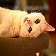 Sunny is registered to the contest to win money with this photo: animal, brown_surface, cat, closeup, cozy, curious, domestic, feline, furniture, green_eyes, indoor, pet, pink_nose, portrait, relaxed, resting, soft_fur, warm_lighting, whiskers, white_cat