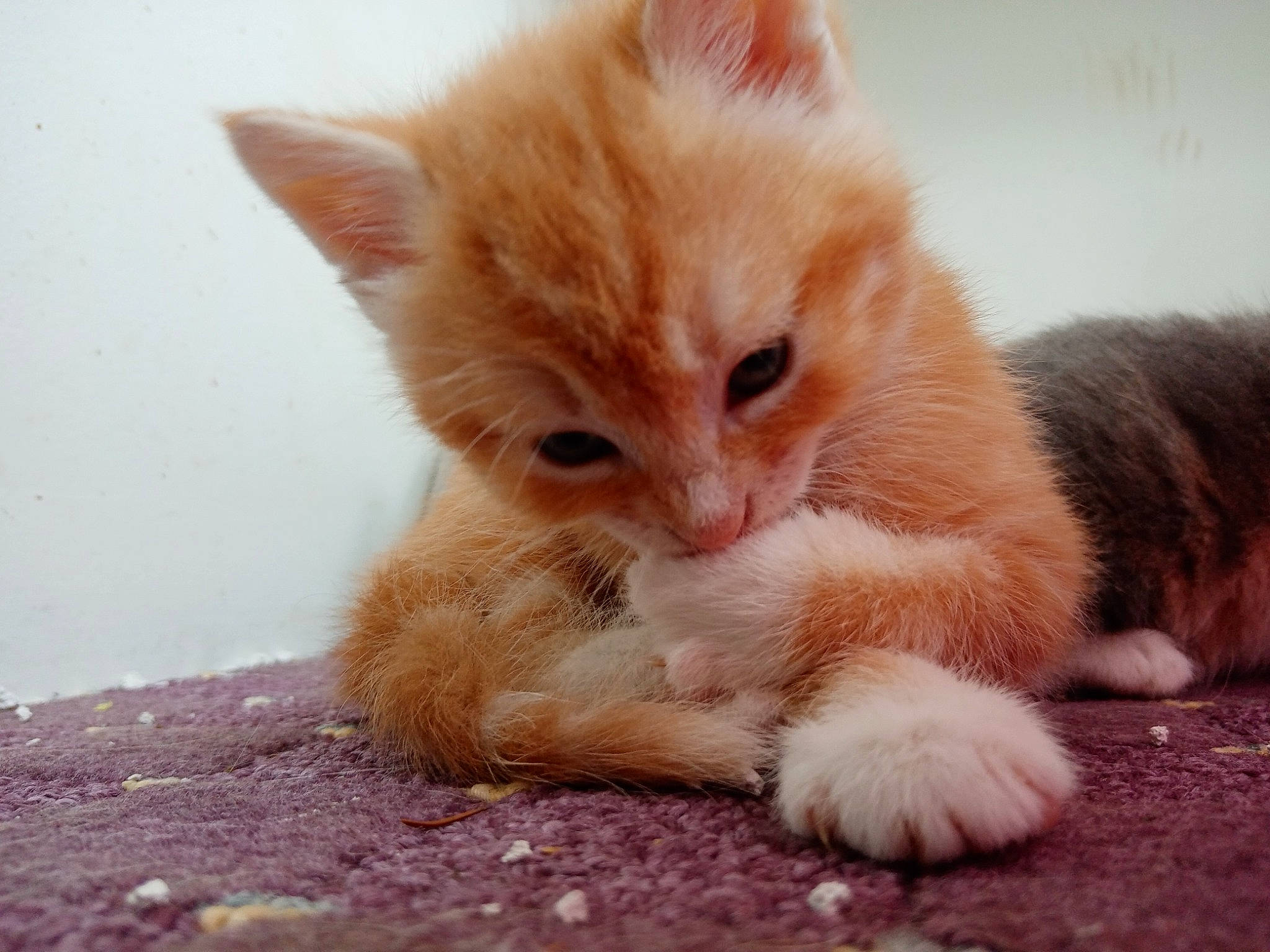 Chad participe au concours pour gagner de l'argent avec cette photo : carnivore, cat, claw, comfort, domestic_short_haired_cat, eye, fawn, felidae, foot, fur, human_leg, paw, small_to_medium_sized_cats, tail, terrestrial_animal, whiskers