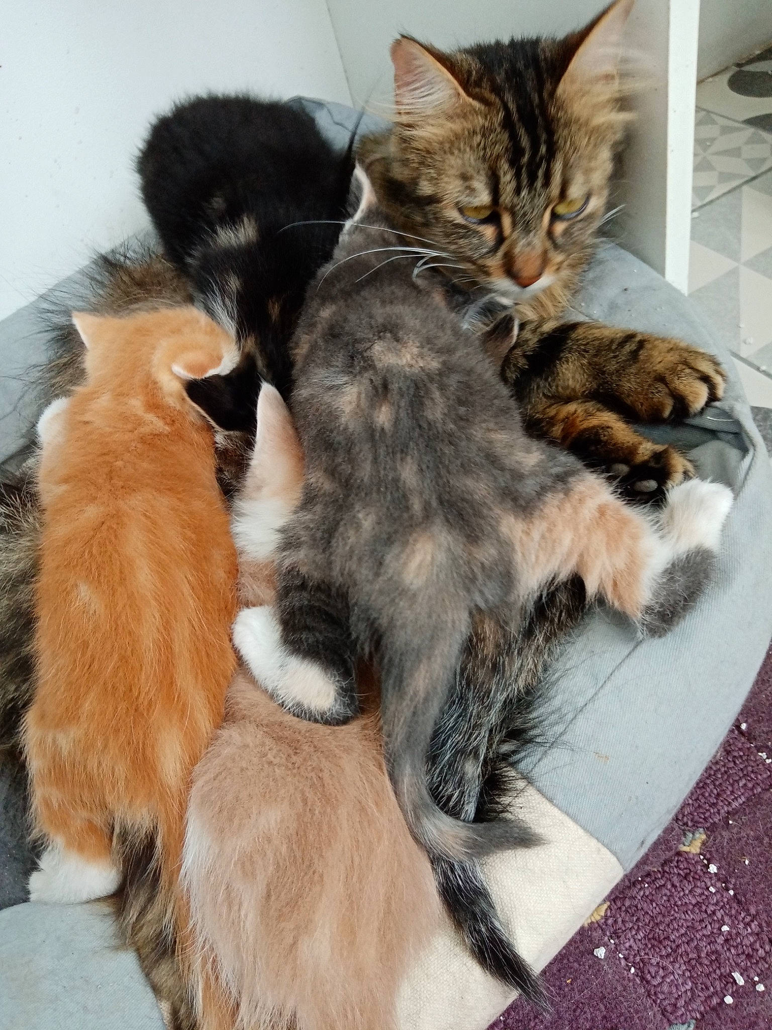 Chad a rejoint le concours — aidez-le/la à gagner de superbes lots ! carnivore, cat, claw, comfort, companion_dog, dog_breed, domestic_short_haired_cat, fawn, felidae, foot, fur, mammal, nap, paw, sleep, small_to_medium_sized_cats, tail, vertebrate, whiskers