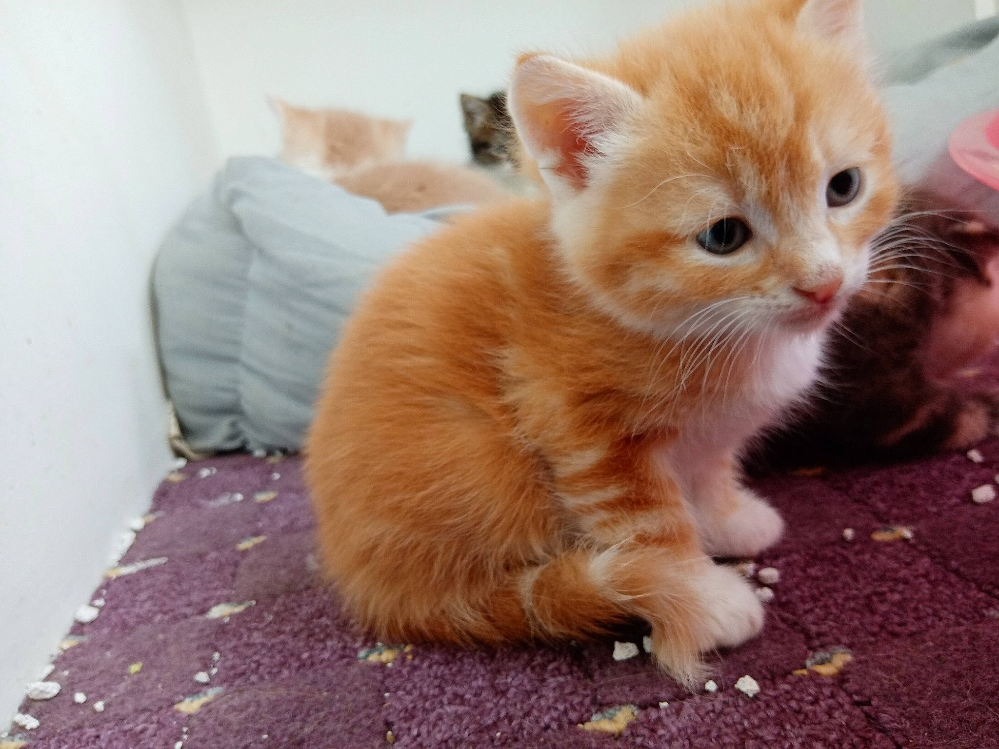 Chad participe au concours pour gagner de l'argent avec cette photo : carnivore, cat, claw, domestic_short_haired_cat, fawn, felidae, flooring, foot, fur, paw, photo_caption, road_surface, sitting, small_to_medium_sized_cats, snout, tail, terrestrial_animal, whiskers