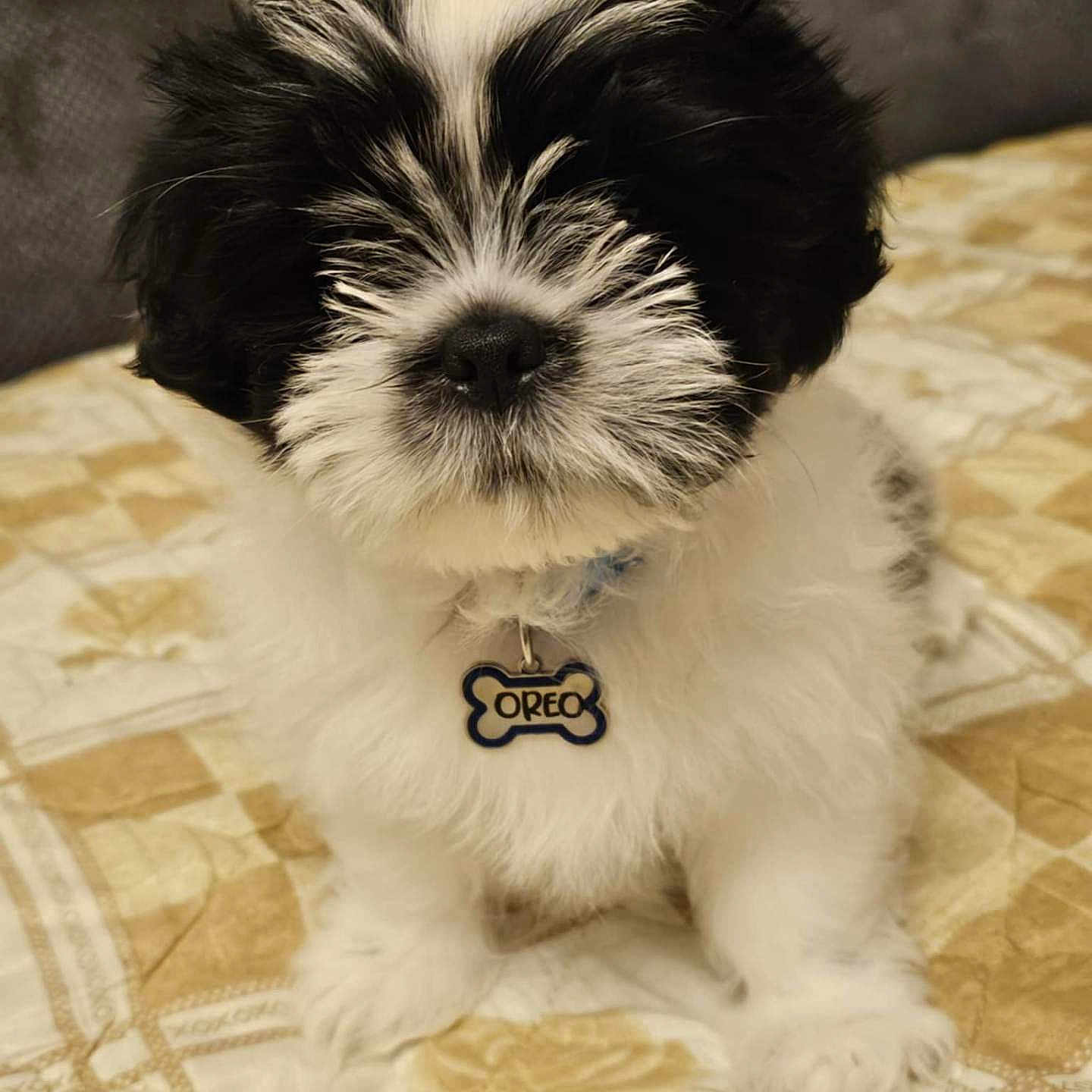 Oreo