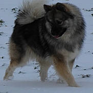 Vitamine a rejoint le concours — aidez-le/la à gagner de superbes lots ! animal, canine, cold, curious, daytime, dog, field, fluffy, fur, isolated, landscape, mammal, nature, outdoor, pet, quiet, snow, tail, walking, winter