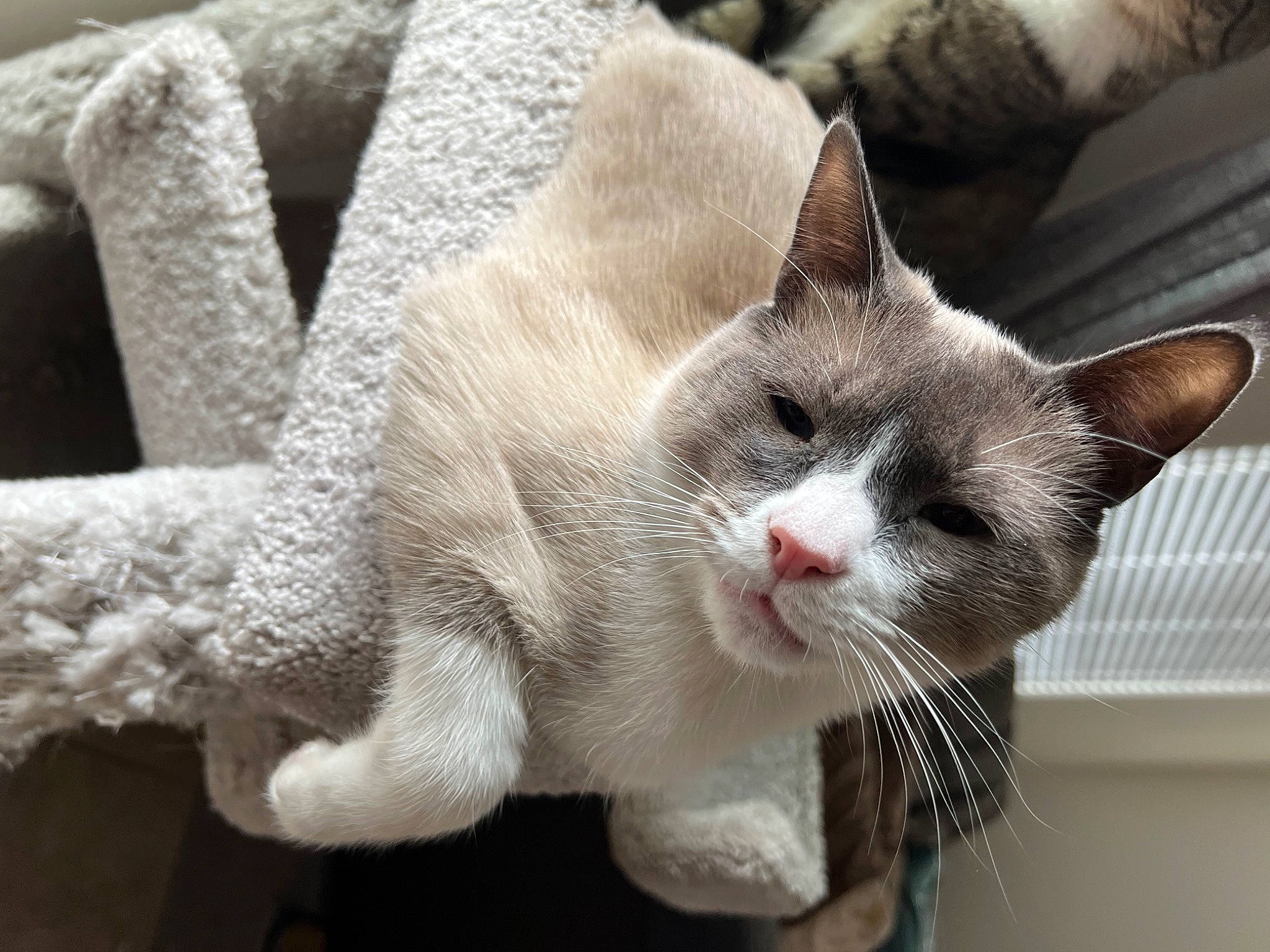 Stuart is registered to the contest to win money with this photo: carnivore, cat, cat_supply, claw, collar, comfort, domestic_short_haired_cat, felidae, fur, paw, small_to_medium_sized_cats, snout, tail, whiskers