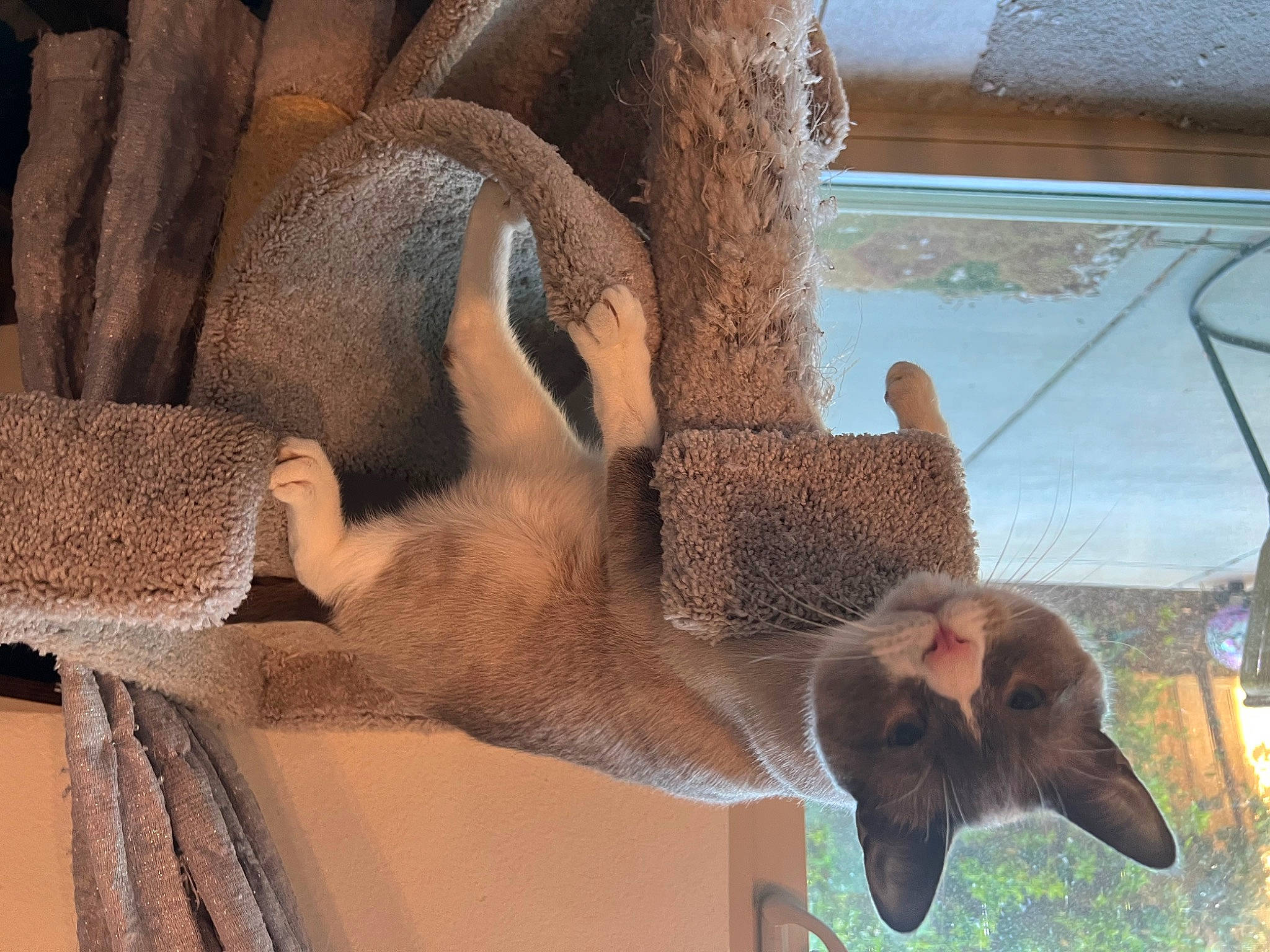 Stuart is registered to the contest to win money with this photo: art, bat, domestic_short_haired_cat, fawn, felidae, fur, liver, mammal, pet_supply, small_to_medium_sized_cats, snout, tail, terrestrial_animal, vertebrate, water, whiskers, wildlife, wood