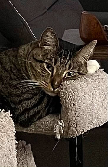 Clark joined the competition — help win amazing prizes! carnivore, cat, cat_bed, cat_supply, claw, comfort, domestic_short_haired_cat, felidae, fur, grey, linens, small_to_medium_sized_cats, snout, tail, terrestrial_animal, textile, tree, vertebrate, whiskers, wildlife