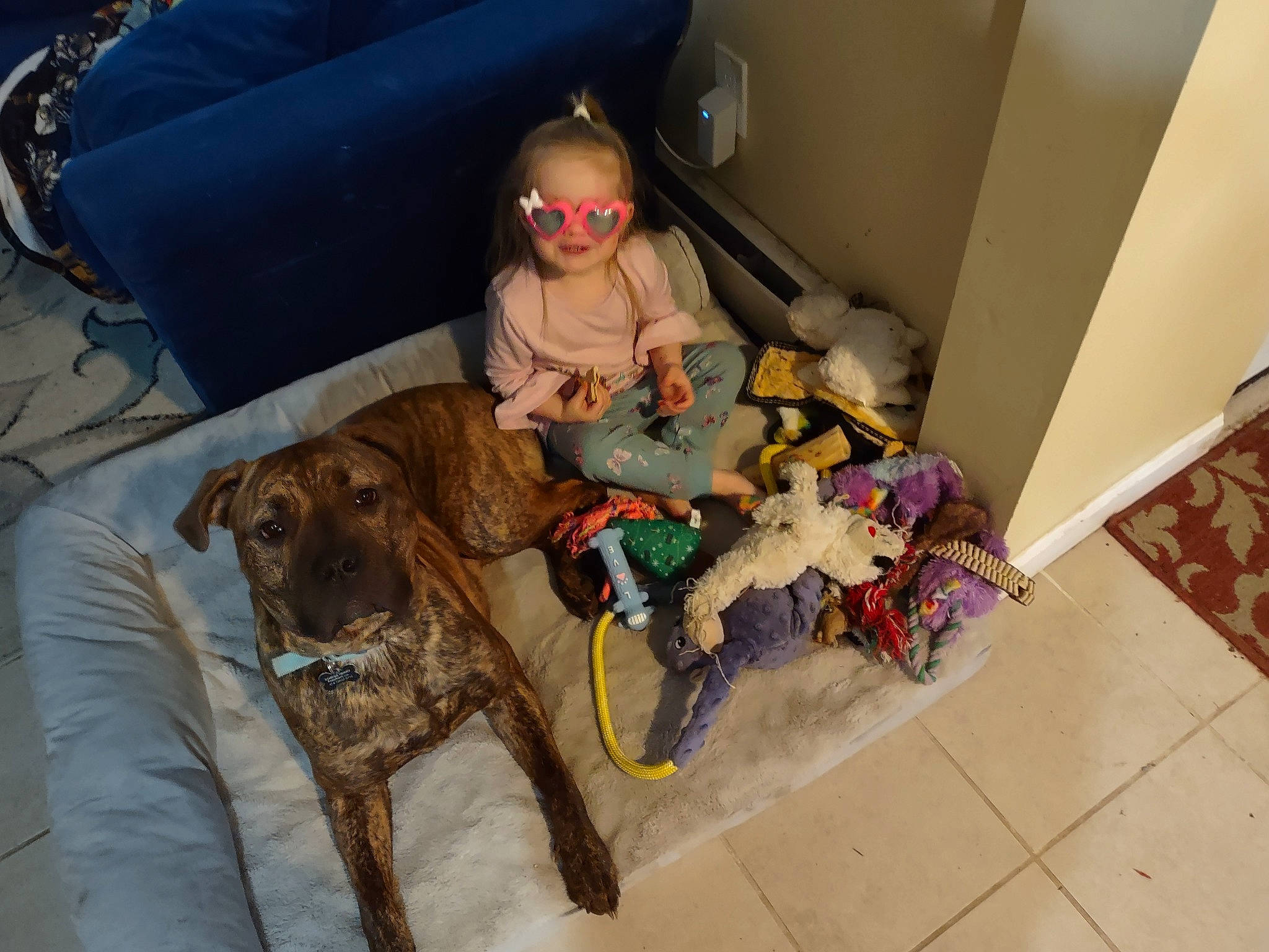 Auriel joined the competition — help win amazing prizes! carnivore, comfort, companion_dog, couch, dog, dog_breed, eyewear, fawn, flooring, fur, goggles, leash, person, room, stuffed_toy, sunglasses, toy, toy_dog, vertebrate, wood