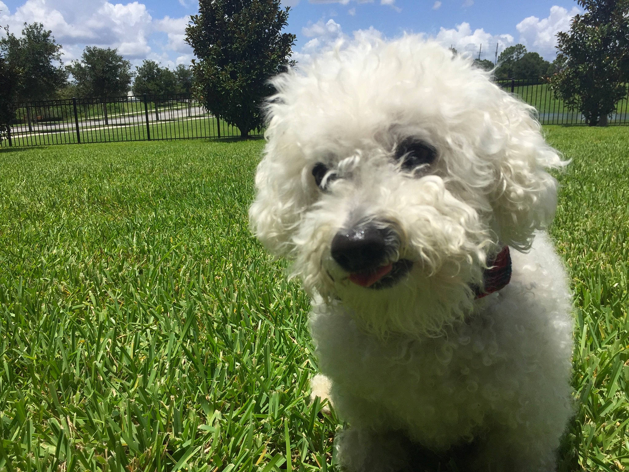 Lord Neo is registered to the contest to win money with this photo: bichon_frise, bolognese, bolonka, briquet_griffon_vendeen, canidae, carnivore, companion_dog, dog, dog_breed, goldendoodle, grass, mammal, miniature_poodle, poodle, poodle_crossbreed, sporting_group, sporting_lucas_terrier, terrier, toy_poodle, vertebrate