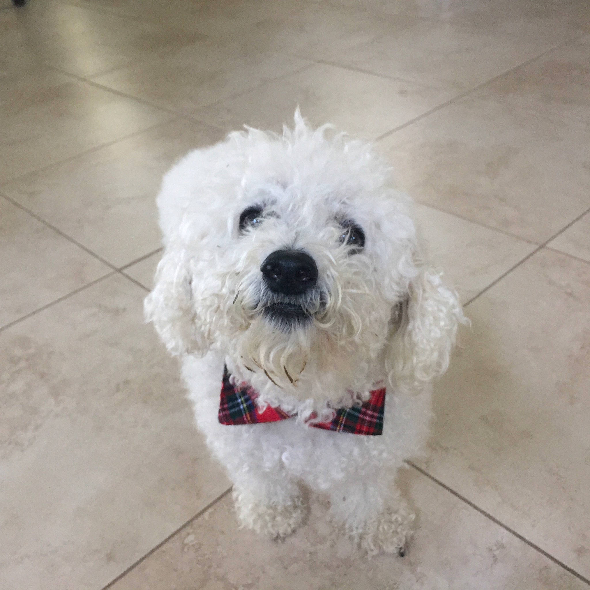 Lord Neo is registered to the contest to win money with this photo: bichon_frise, canidae, carnivore, companion_dog, dog, dog_breed, maltepoo, maltese, mammal, miniature_poodle, non_sporting_group, poodle, poodle_crossbreed, puppy, schnoodle, terrier, toy_dog, toy_poodle, vertebrate, white