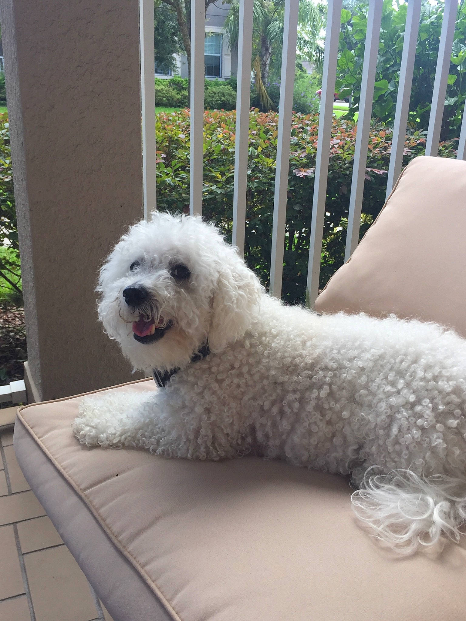 Lord Neo is registered to the contest to win money with this photo: bichon, bichon_frise, bolognese, canidae, carnivore, companion_dog, dog, dog_breed, havanese, maltepoo, mammal, miniature_poodle, non_sporting_group, poodle_crossbreed, spanish_water_dog, sporting_group, terrier, toy_dog, toy_poodle, vertebrate