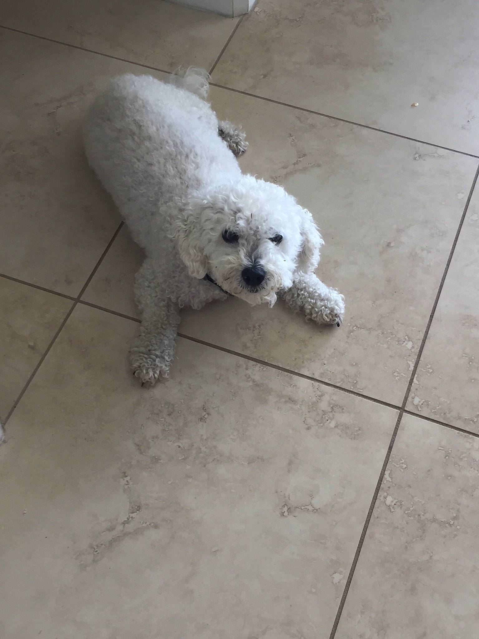 Lord Neo is registered to the contest to win money with this photo: bichon, bolognese, canidae, carnivore, companion_dog, dog, dog_breed, lagotto_romagnolo, maltese, mammal, miniature_poodle, non_sporting_group, poodle, poodle_crossbreed, rare_breed_dog, spanish_water_dog, sporting_group, toy_dog, toy_poodle, vertebrate