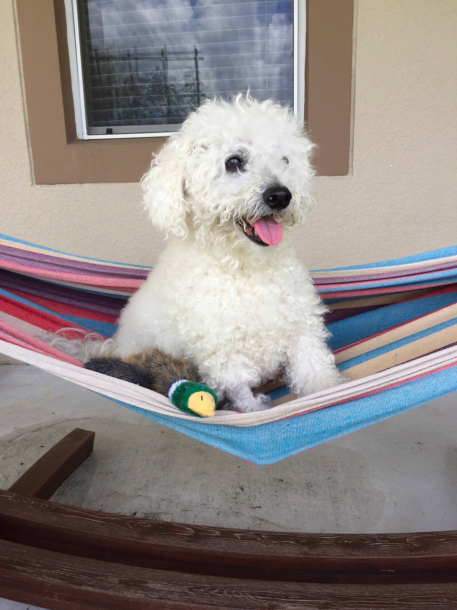 Neo joined the competition — help win amazing prizes! bichon, bichon_frise, bolognese, canidae, carnivore, companion_dog, dog, dog_breed, maltepoo, maltese, mammal, miniature_poodle, non_sporting_group, poodle, poodle_crossbreed, puppy, terrier, toy_dog, toy_poodle, vertebrate