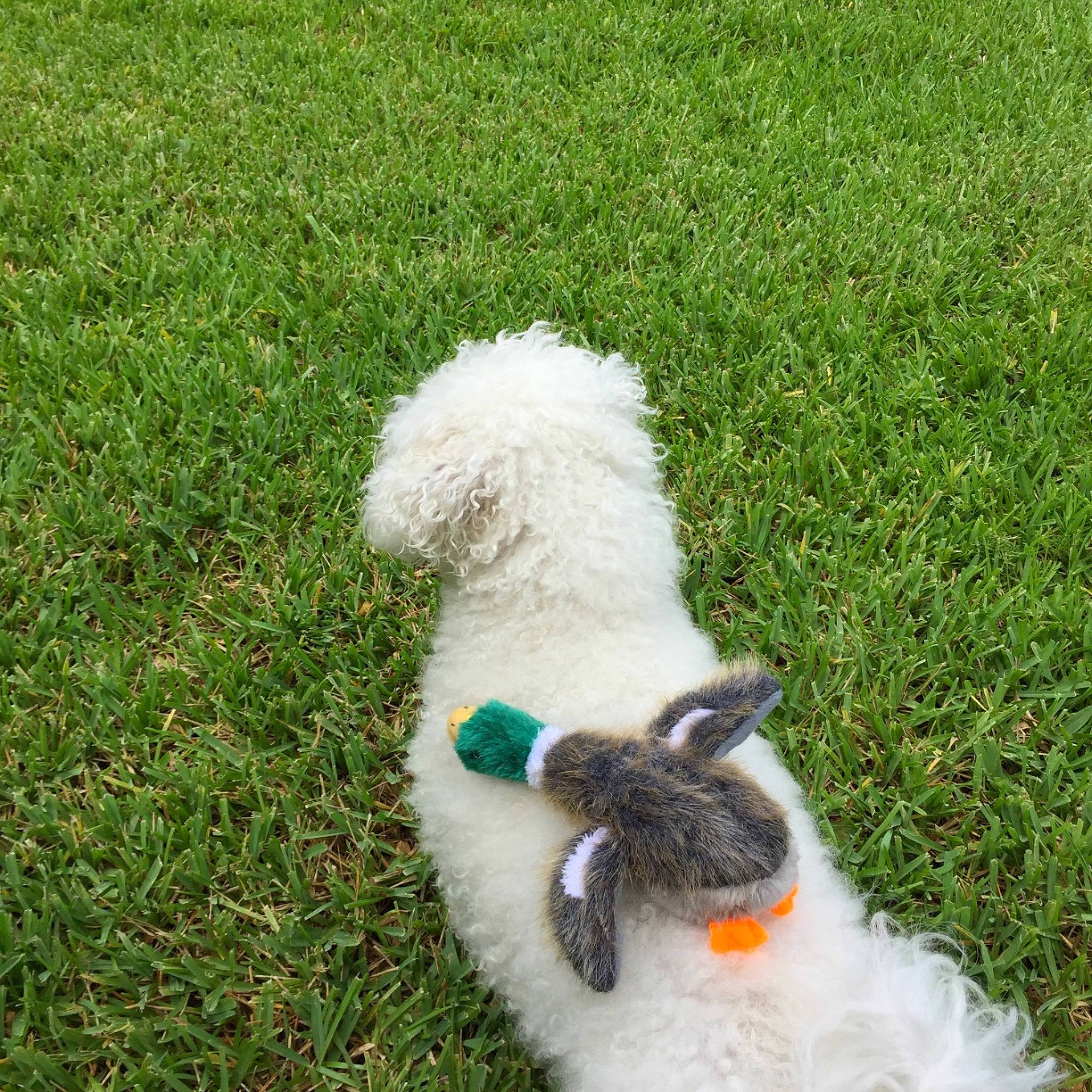 Neo joined the competition — help win amazing prizes! canidae, carnivore, companion_dog, dog, dog_breed, dog_toy, grass, labradoodle, lawn, puppy, sporting_group, tail, terrier