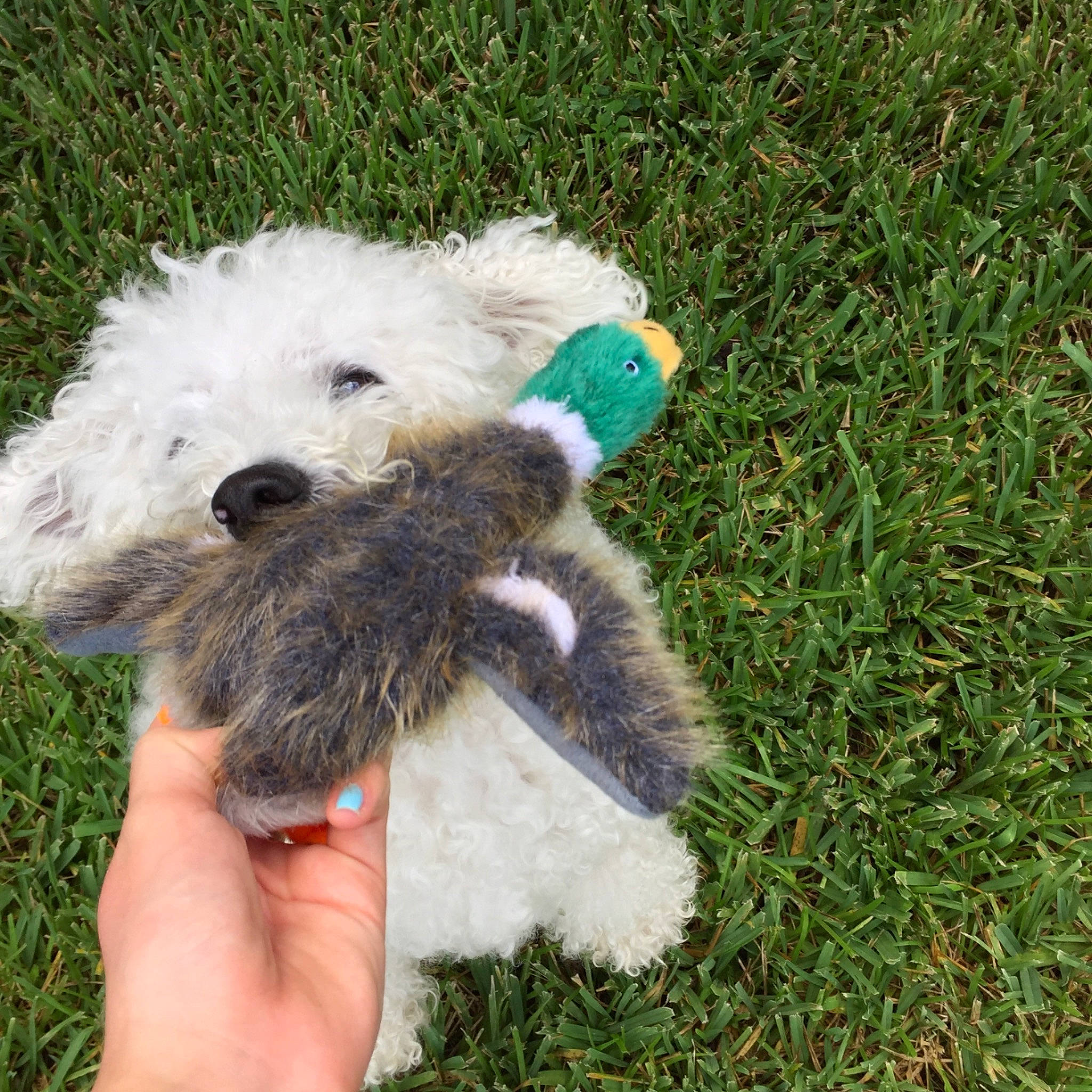 Neo joined the competition — help win amazing prizes! canidae, carnivore, companion_dog, dog, dog_breed, grass, mammal, old_english_sheepdog, pumi, puppy, rare_breed_dog, sporting_group, terrier, vertebrate, wire_hair_fox_terrier