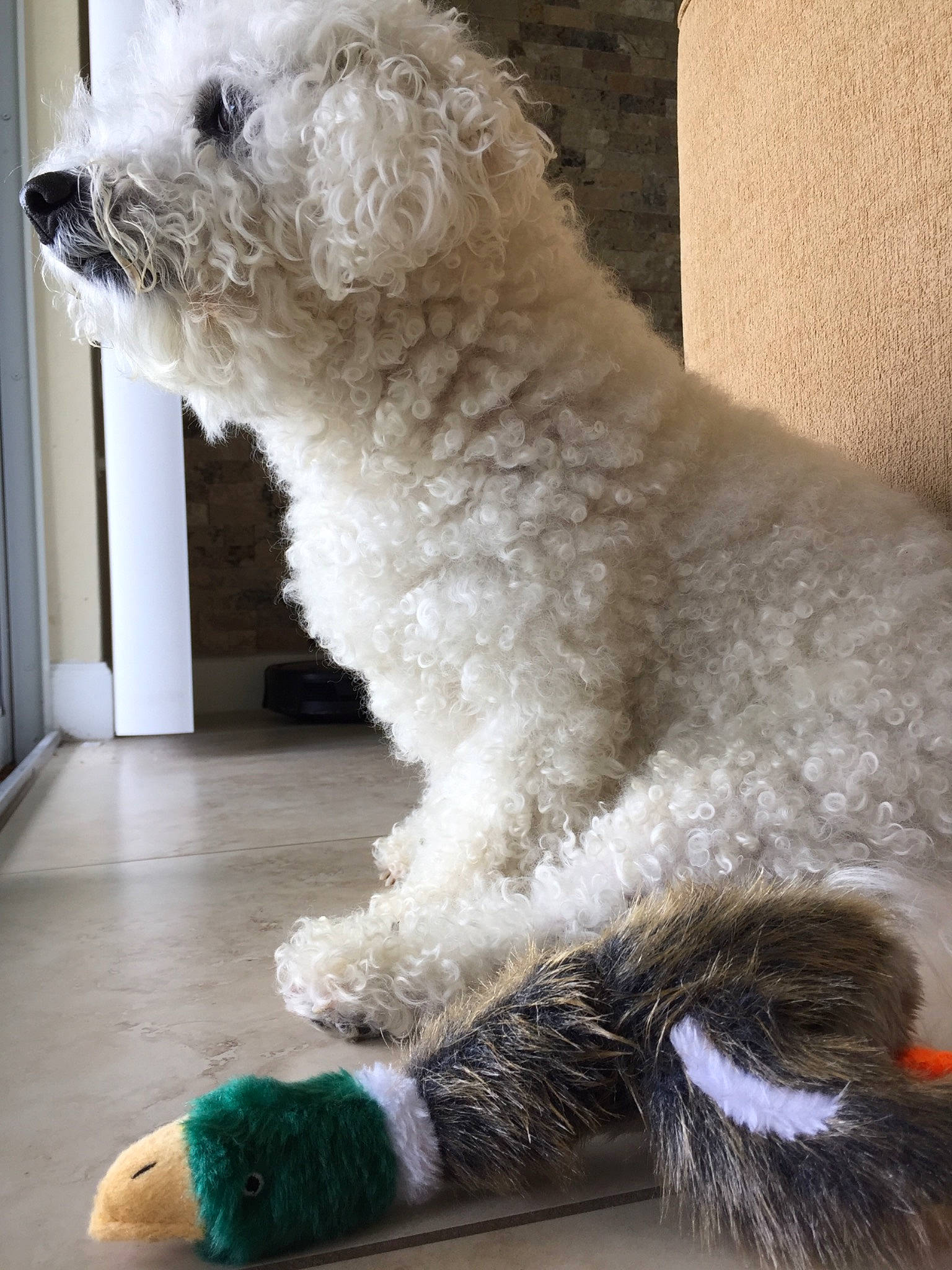 Neo joined the competition — help win amazing prizes! bichon_frise, bolognese, canidae, carnivore, companion_dog, dog, dog_breed, goldendoodle, irish_soft_coated_wheaten_terrier, labradoodle, mammal, non_sporting_group, poodle_crossbreed, pumi, rare_breed_dog, sporting_group, terrier, toy_dog, toy_poodle, vertebrate