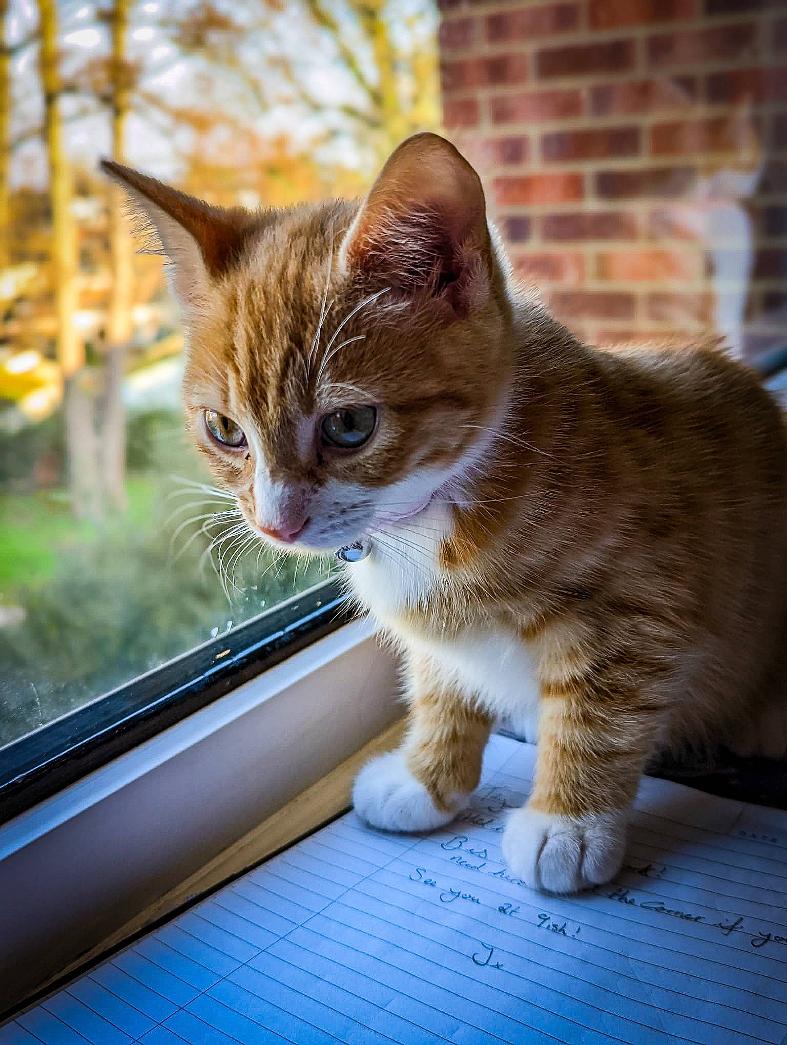 Summer is registered to the contest to win money with this photo: carnivore, cat, domestic_short_haired_cat, eye, fawn, felidae, fur, grass, plant, road_surface, sitting, small_to_medium_sized_cats, snout, tail, tree, whiskers, wildlife, window, windshield, wood