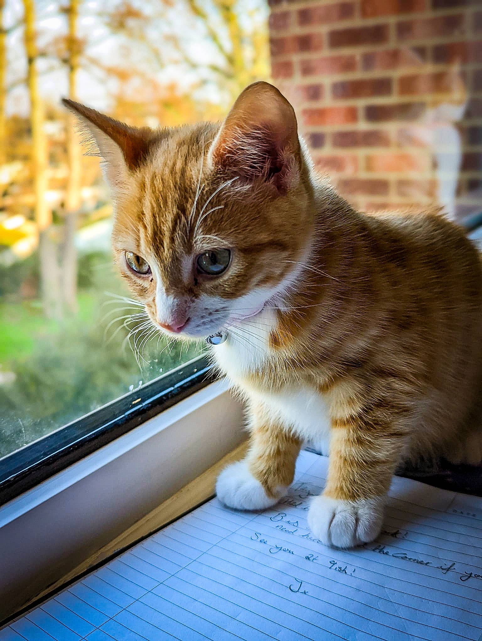 Summer joined the competition — help win amazing prizes! automotive_mirror, carnivore, cat, domestic_short_haired_cat, eye, fawn, felidae, fur, grass, plant, road_surface, small_to_medium_sized_cats, snout, tail, tree, whiskers, wildlife, window, windshield, wood