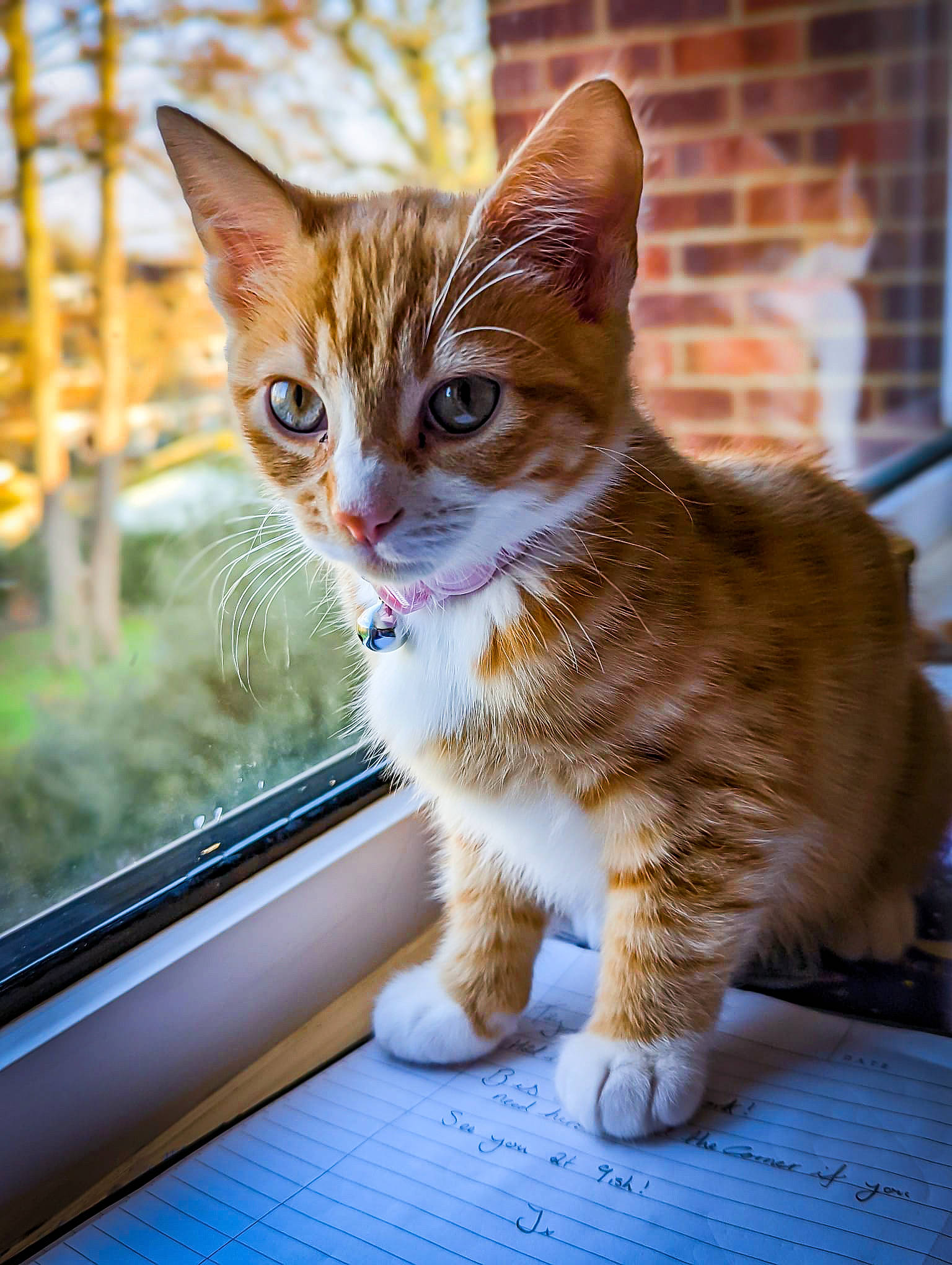 Summer is registered to the contest to win money with this photo: carnivore, cat, claw, domestic_short_haired_cat, fawn, felidae, fur, grass, paw, plant, sitting, small_to_medium_sized_cats, snout, tail, terrestrial_animal, tree, whiskers, wildlife, window, windshield