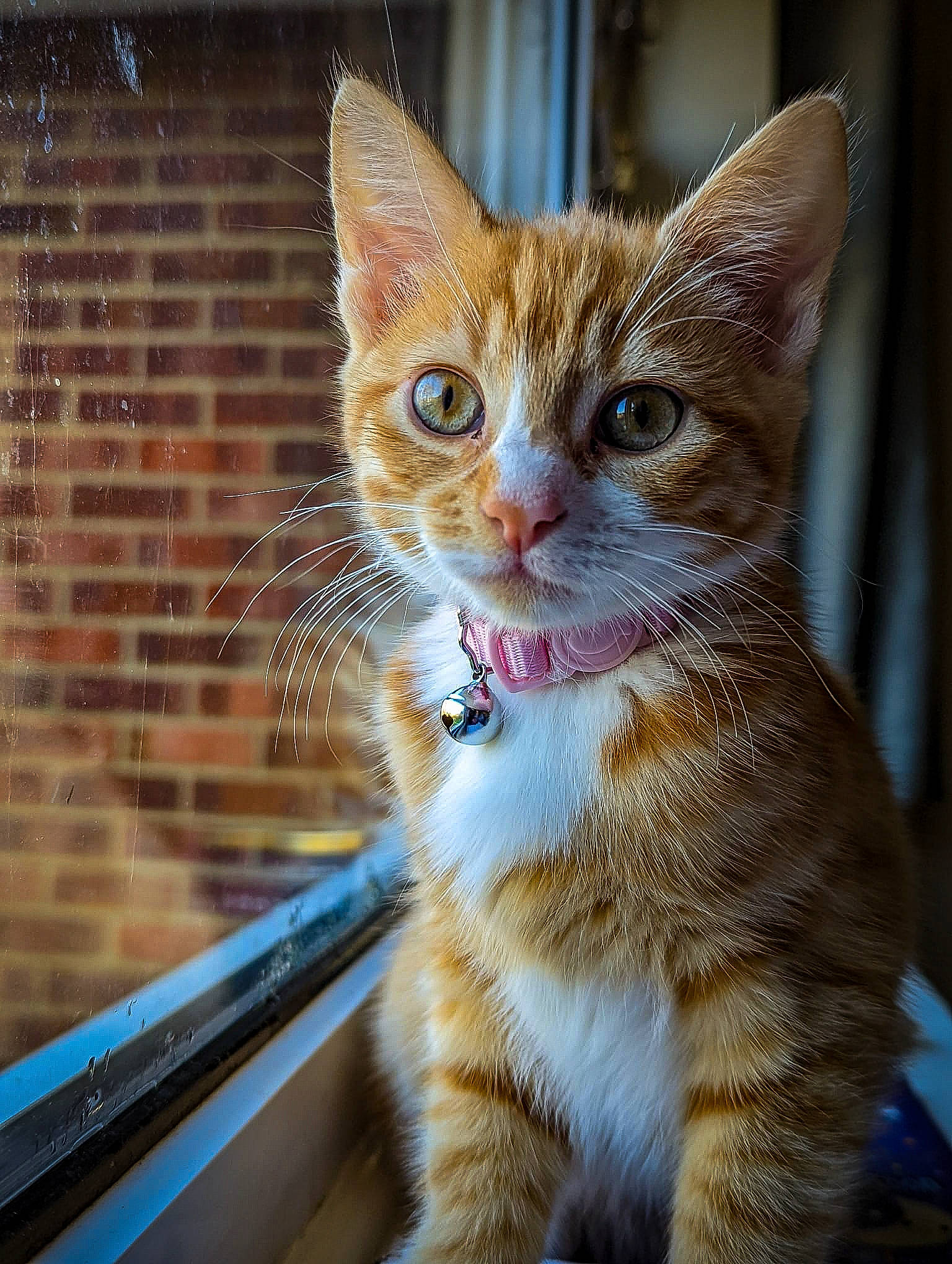 Summer is registered to the contest to win money with this photo: carnivore, cat, claw, collar, domestic_short_haired_cat, fawn, felidae, foot, fur, paw, sitting, small_to_medium_sized_cats, snout, tail, terrestrial_animal, whiskers, wildlife, window, windscreen_wiper, windshield