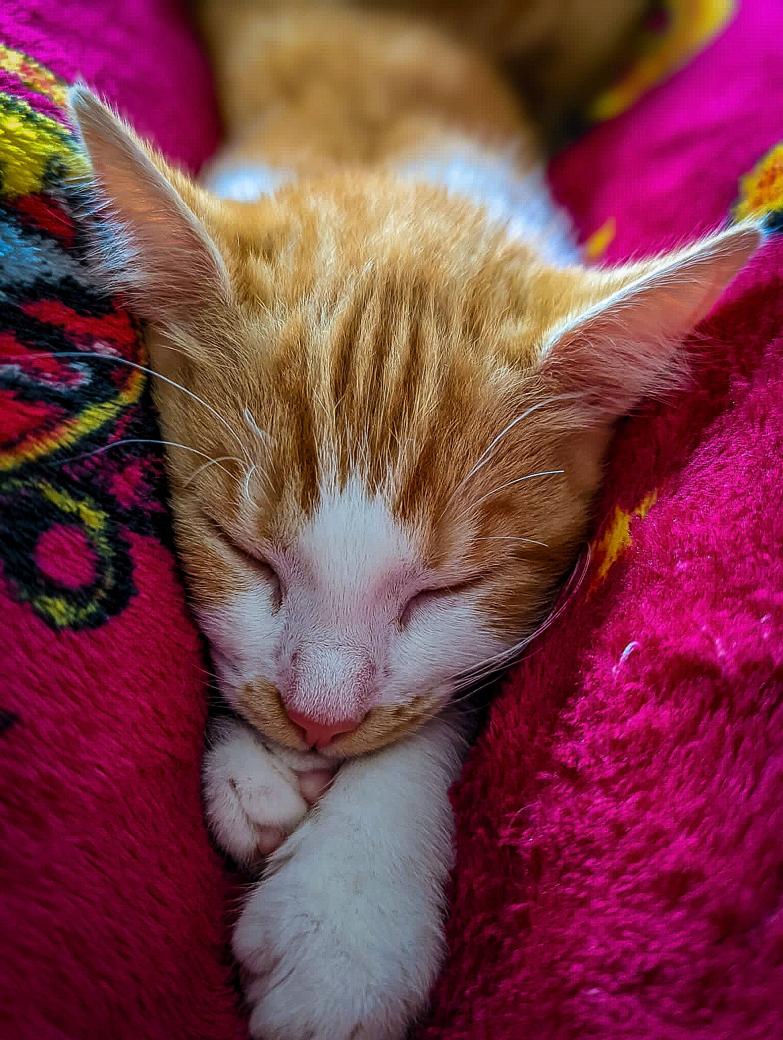 Daisy joined the competition — help win amazing prizes! carnivore, cat, claw, close_up, comfort, domestic_short_haired_cat, fawn, felidae, foot, fur, grass, magenta, nap, paw, small_to_medium_sized_cats, tail, whiskers