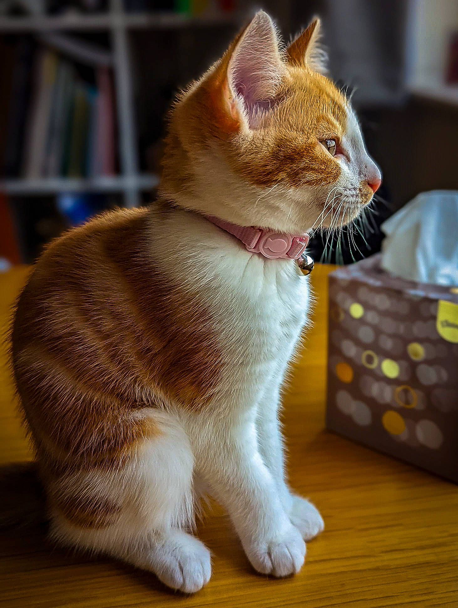 Daisy joined the competition — help win amazing prizes! bookcase, carnivore, cat, cat_supply, claw, collar, domestic_short_haired_cat, fawn, felidae, foot, fur, paw, shelf, sitting, small_to_medium_sized_cats, snout, tail, terrestrial_animal, whiskers, wood