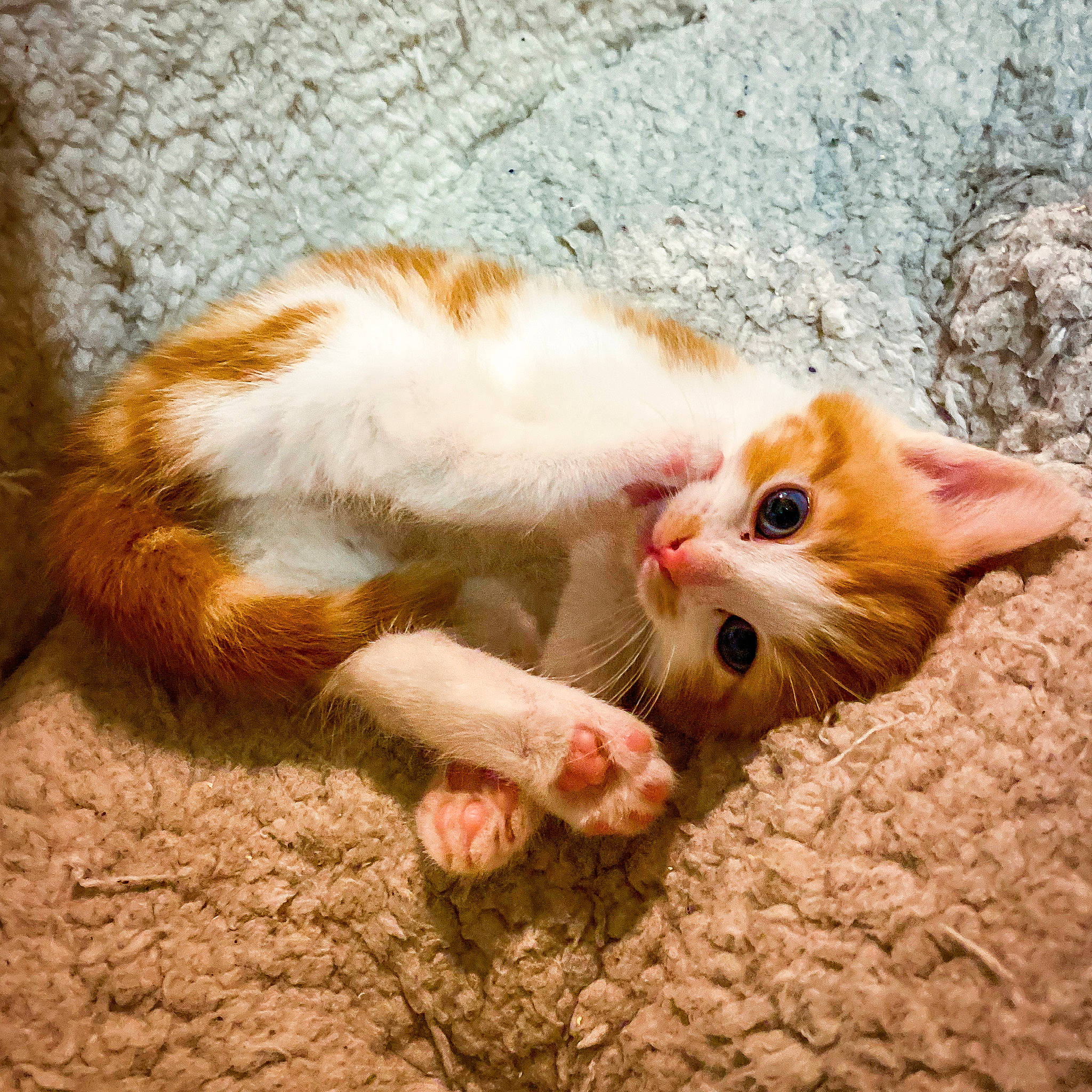 Daisy joined the competition — help win amazing prizes! carnivore, cat, claw, comfort, domestic_short_haired_cat, fawn, felidae, foot, fur, grass, nail, paw, photo_caption, plant, small_to_medium_sized_cats, snout, tail, tree, whiskers, wood