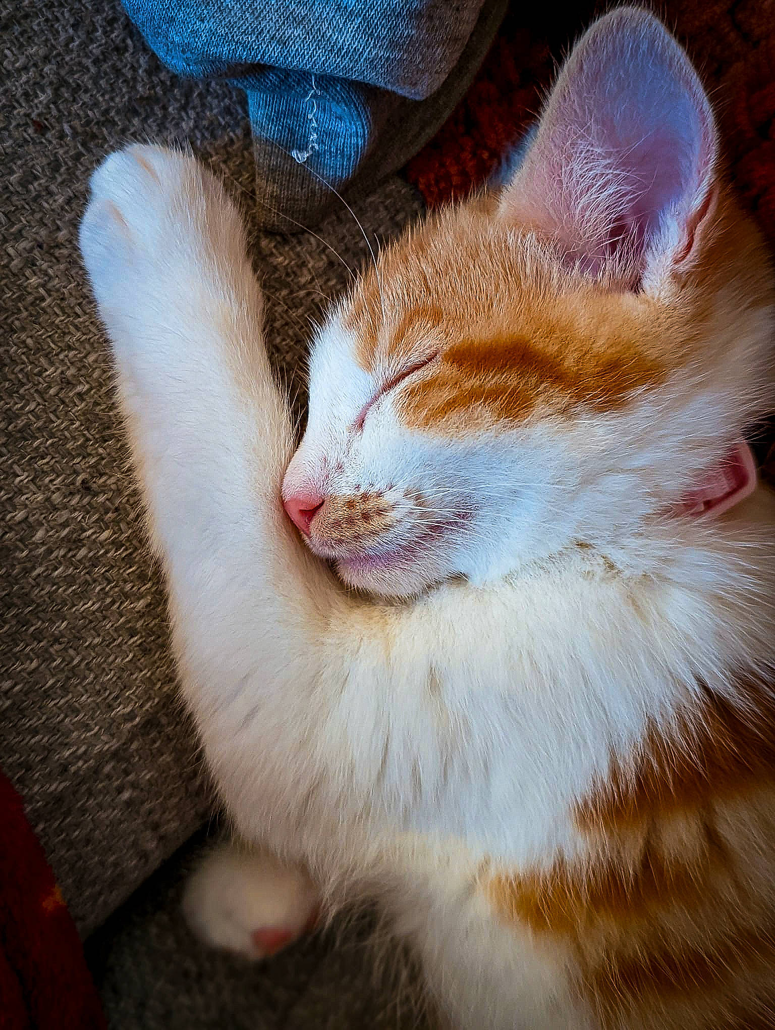 Daisy is registered to the contest to win money with this photo: carnivore, cat, claw, domestic_short_haired_cat, electric_blue, eye, fawn, felidae, fur, grass, lap, love, paw, sitting, small_to_medium_sized_cats, snout, tail, whiskers, wood