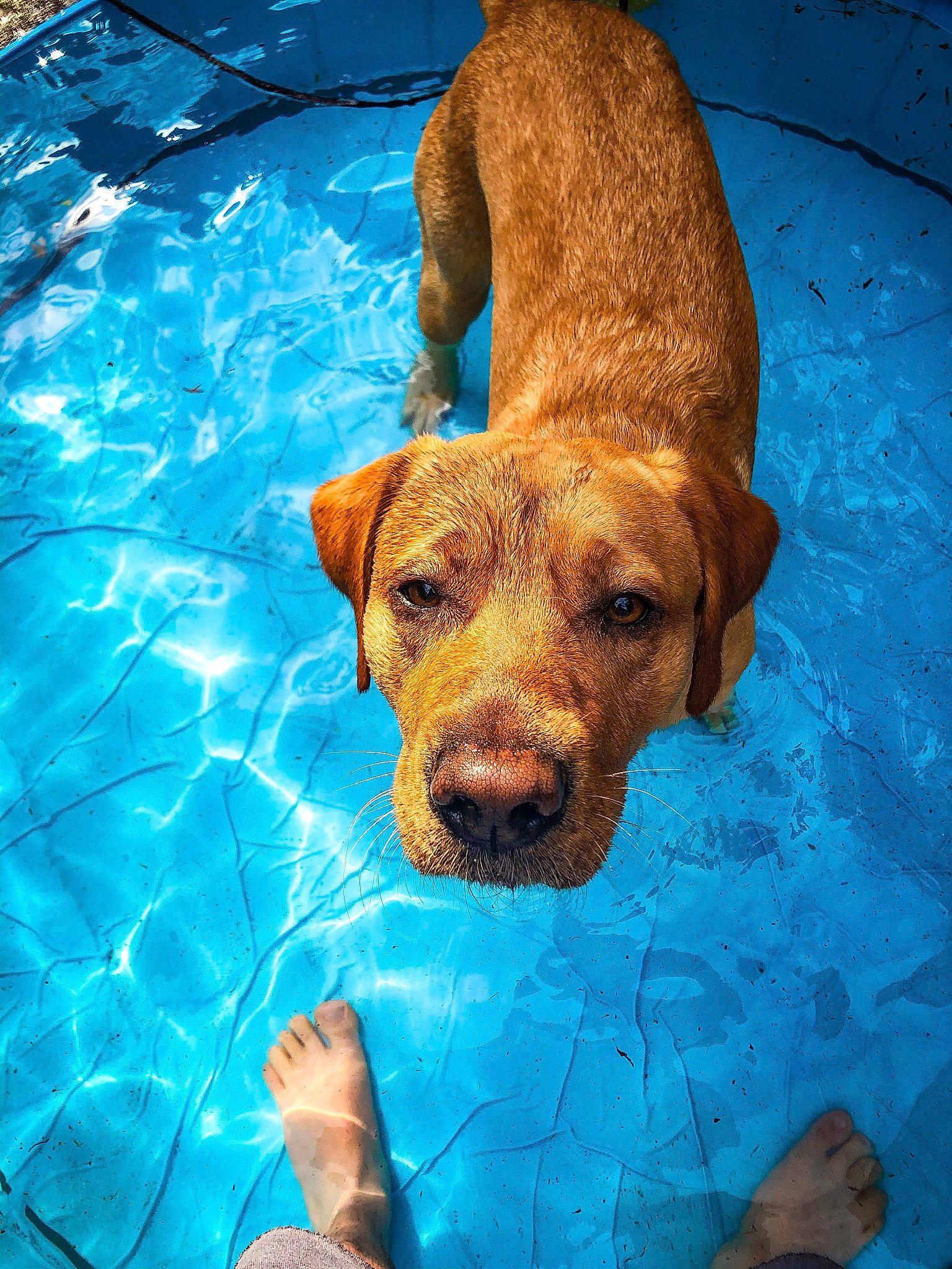 Geoffrey is registered to the contest to win money with this photo: blue, canidae, carnivore, companion_dog, dog, dog_breed, electric_blue, fawn, liver, snout, sporting_group, terrestrial_animal, water, working_animal