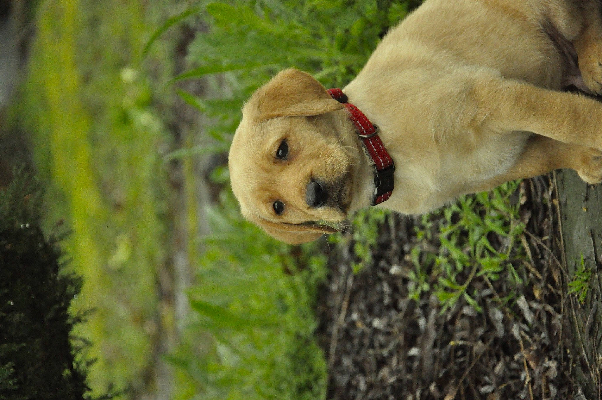 Geoffrey joined the competition — help win amazing prizes! adventure, carnivore, collar, companion_dog, dog, dog_breed, dog_collar, fawn, fur, grass, happy, labrador_retriever, plant, retriever, sporting_group, terrestrial_animal, tree, trunk, wood, working_animal