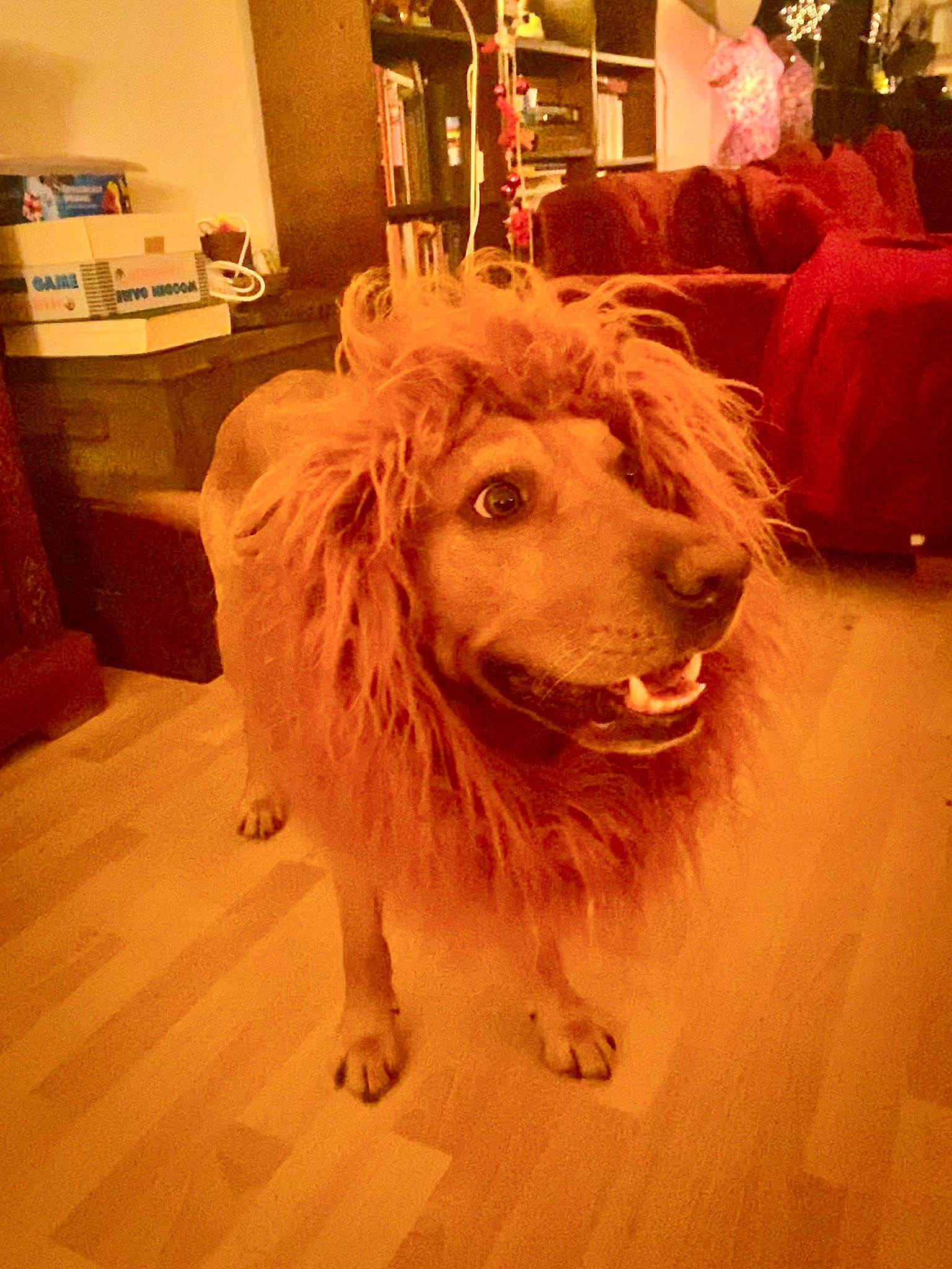 Geoffrey is registered to the contest to win money with this photo: canidae, carnivore, companion_dog, dog, dog_breed, door, fang, fawn, flooring, fur, gun_dog, happy, hardwood, picture_frame, snout, sporting_group, whiskers, wood, working_animal, working_dog