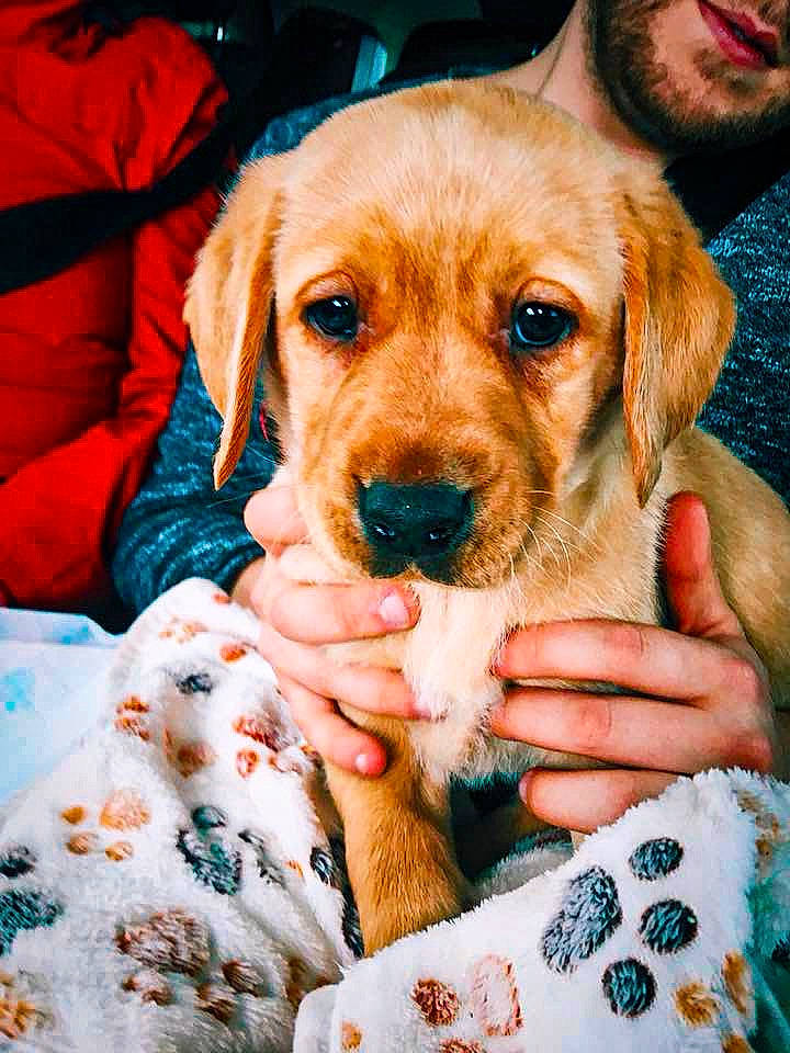 Geoffrey joined the competition — help win amazing prizes! beard, blue, canidae, carnivore, comfort, companion_dog, dog, dog_breed, fawn, fur, goggles, green, happy, hound, pattern, selfie, snout, sporting_group, sunglasses, whiskers