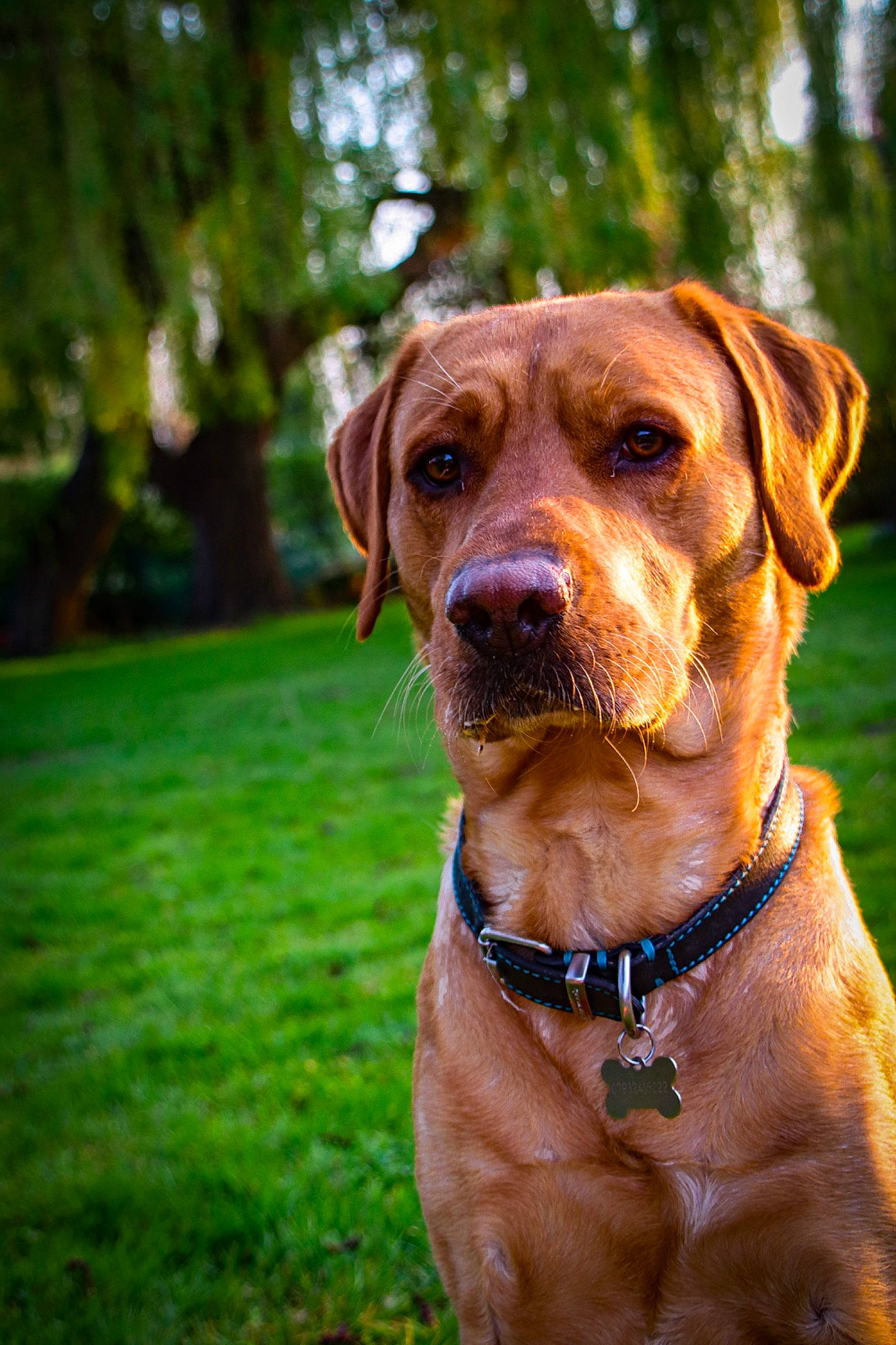 Geoffrey is registered to the contest to win money with this photo: canidae, carnivore, collar, companion_dog, dog, dog_breed, dog_collar, fawn, grass, guard_dog, gun_dog, hound, liver, plant, snout, sporting_group, tree, whiskers, working_animal, working_dog