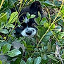 dog, puppy, black_and_white_dog, fur, eyes, nose, bush, leaves, foliage, greenery, outdoors, hiding, peekaboo, cute, portrait, pet, whiskers, ears, ground, shrub