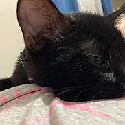 Salem joined the competition — help win amazing prizes! animal, black_cat, cat, close_up, collar, cozy, cute, domestic_animal, ear, feline, fur, indoor, laying_down, pet, portrait, relaxed, resting, sleepy, soft_surface, whiskers