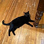 animal, black_cat, cat, curious, domestic_cat, eyes, feline, flooring, fur, home, indoor, paw, pet, relaxed, resting, table, table_leg, whiskers, wood, wooden_floor