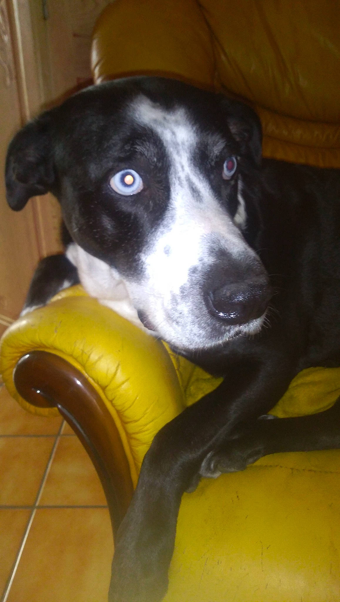 Kiba participe au concours pour gagner de l'argent avec cette photo : borador, canidae, carnivore, collar, companion_dog, dog, dog_breed, dog_toy, fur, guard_dog, non_sporting_group, snout, sporting_group, terrestrial_animal, whiskers, working_animal, working_dog