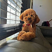 Churro joined the competition — help win amazing prizes! dog, poodle_mix, curly_fur, apricot_fur, small_dog, sitting, pet, red_collar, indoors, living_room, leather_couch, window, window_blinds, sunlight, portrait, fluffy, companion_animal, home, cozy, looking_at_camera