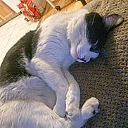 Sushi is registered to the contest to win money with this photo: cat, black_and_white, sleeping, carpet, indoor, furniture, chair, floor, home, relaxed, pet, animal, cozy, quiet, resting, domestic, kitten, cute, fur, peaceful