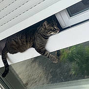 Nala participe au concours pour gagner de l'argent avec cette photo : cat, tabby, window, glass, outdoor, curious, animal, pet, feline, resting, paw, reflection, building, daylight, urban, nature, closeup, domestic, relaxed, balcony