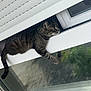 cat, tabby, window, glass, outdoor, curious, animal, pet, feline, resting, paw, reflection, building, daylight, urban, nature, closeup, domestic, relaxed, balcony