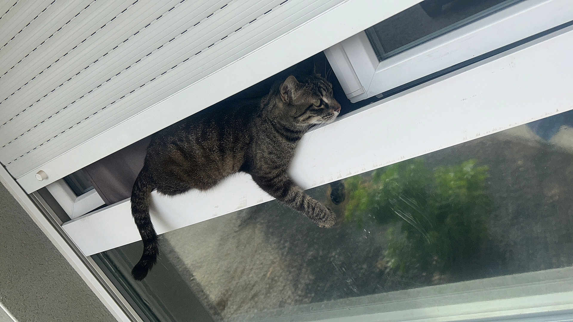 Nala participe au concours pour gagner de l'argent avec cette photo : cat, tabby, window, glass, outdoor, curious, animal, pet, feline, resting, paw, reflection, building, daylight, urban, nature, closeup, domestic, relaxed, balcony