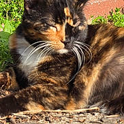 Willow joined the competition — help win amazing prizes! cat, tortoiseshell_cat, outdoor, sunlight, grass, dirt, brick, whiskers, feline, pet, animal, nature, relaxing, closeup, sleeping, cute, mammal, daylight, fur, peaceful