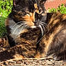cat, tortoiseshell_cat, outdoor, sunlight, grass, dirt, brick, whiskers, feline, pet, animal, nature, relaxing, closeup, sleeping, cute, mammal, daylight, fur, peaceful
